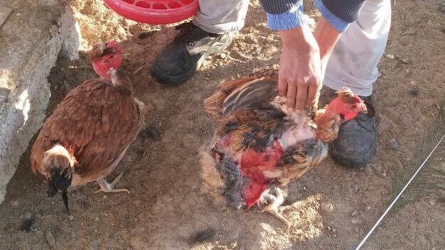 Heridas provocadas por las mordeduras.